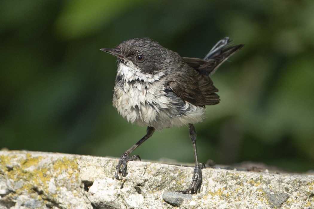 Küçük akgerdanlı ötleğen