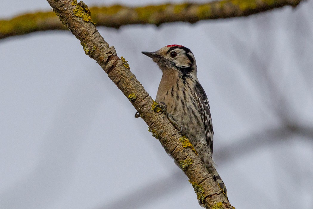 Küçük ağaçkakan