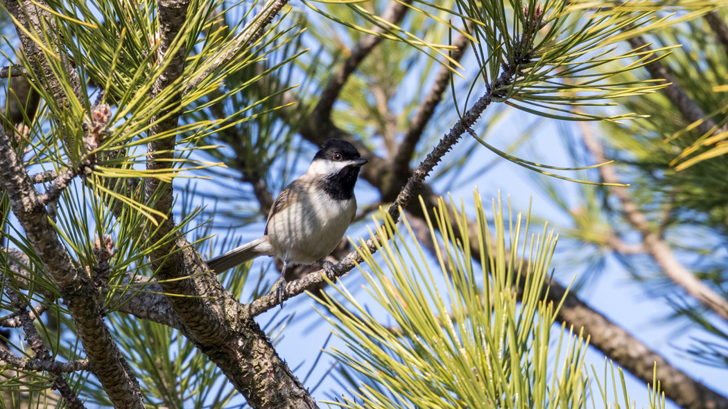 Akyanaklı baştankara