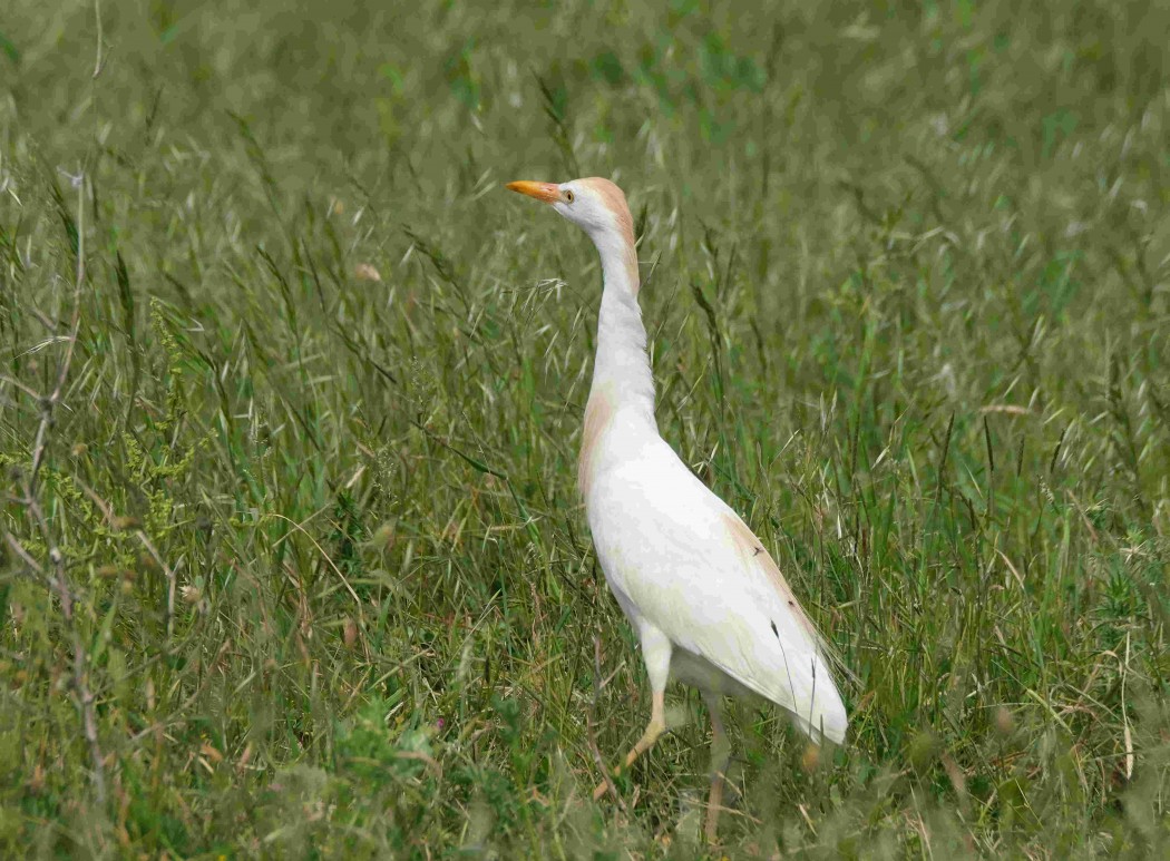 Sığır balıkçılı