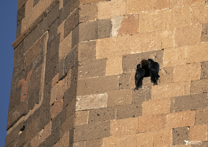 Red-billed Chough