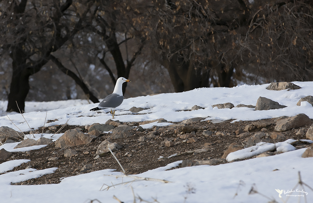 Armenian Gull