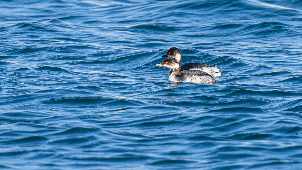Black-necked Grebe