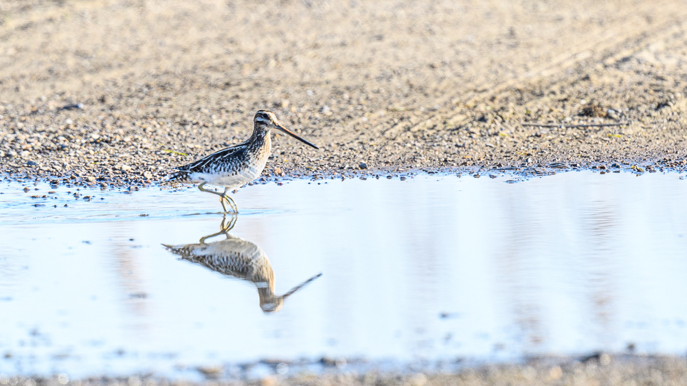Common Snipe