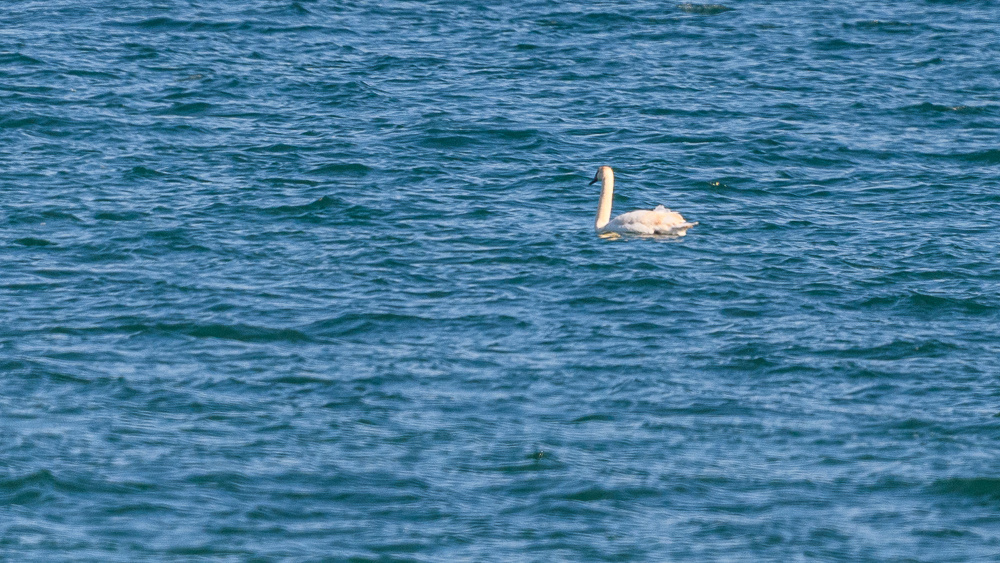 Mute Swan