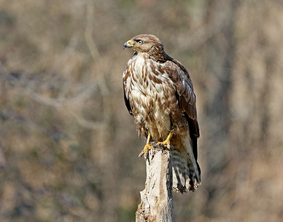 Common Buzzard