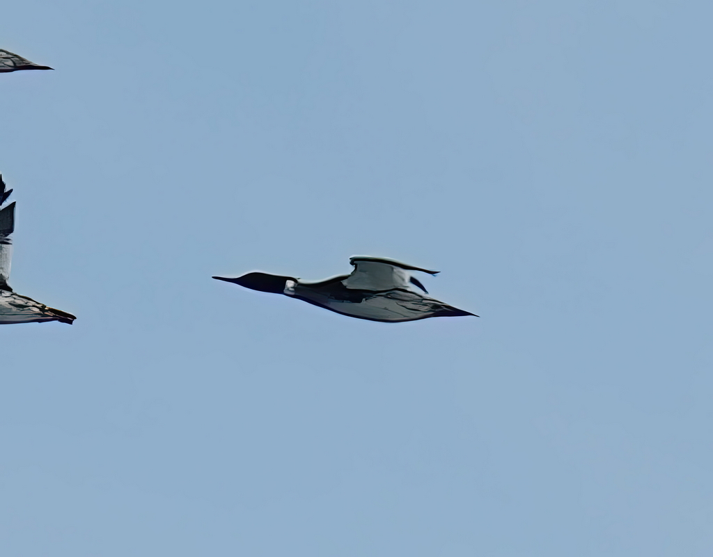 Red-breasted Merganser