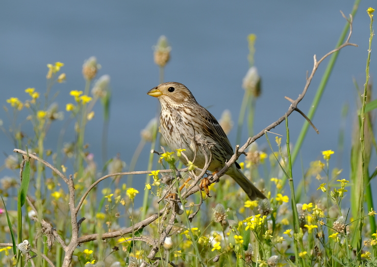 Corn Bunting