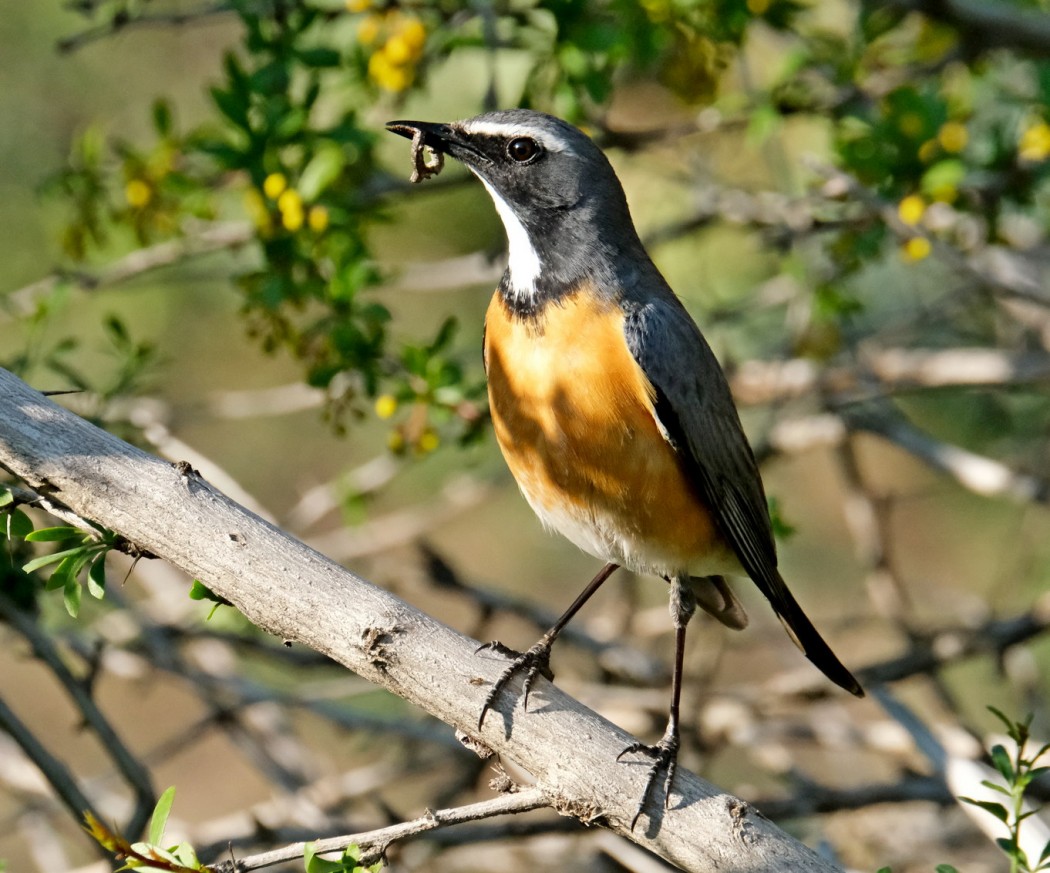 White-throated Robin