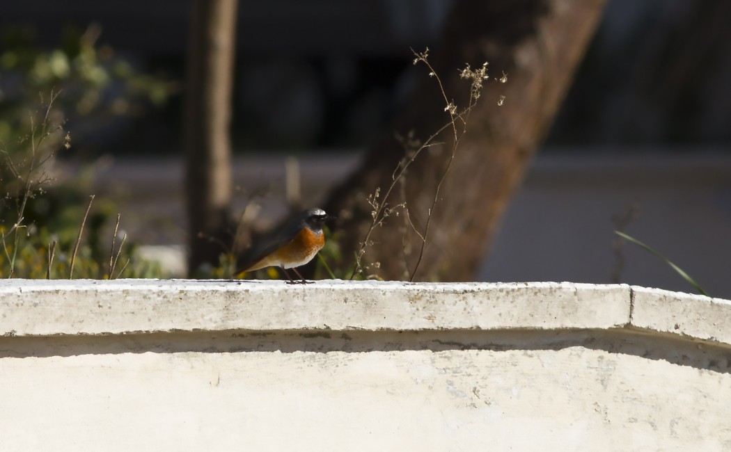 Common Redstart