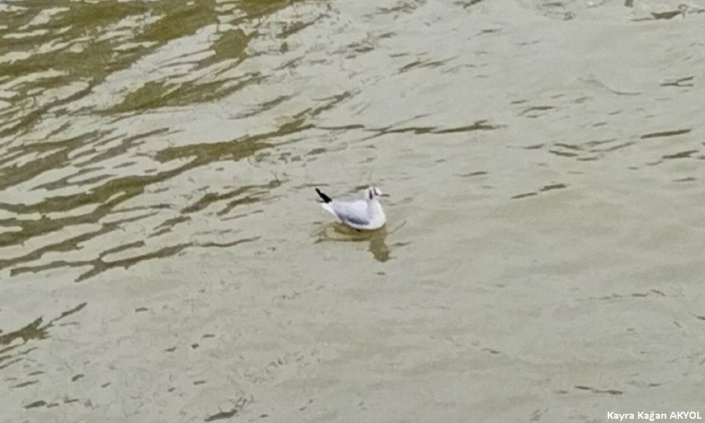 Black-headed Gull