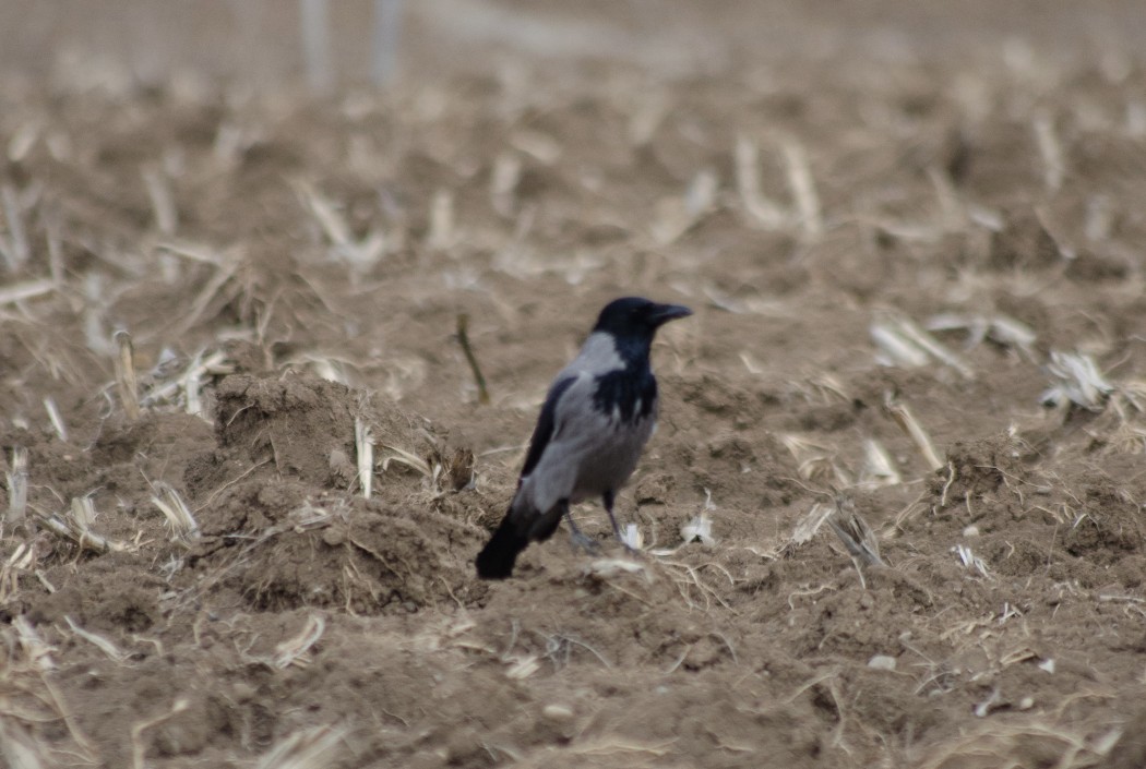 Hooded Crow