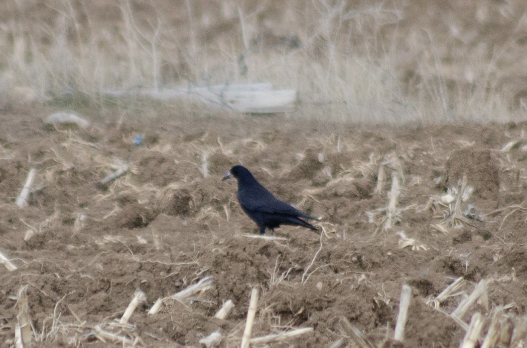 Rook