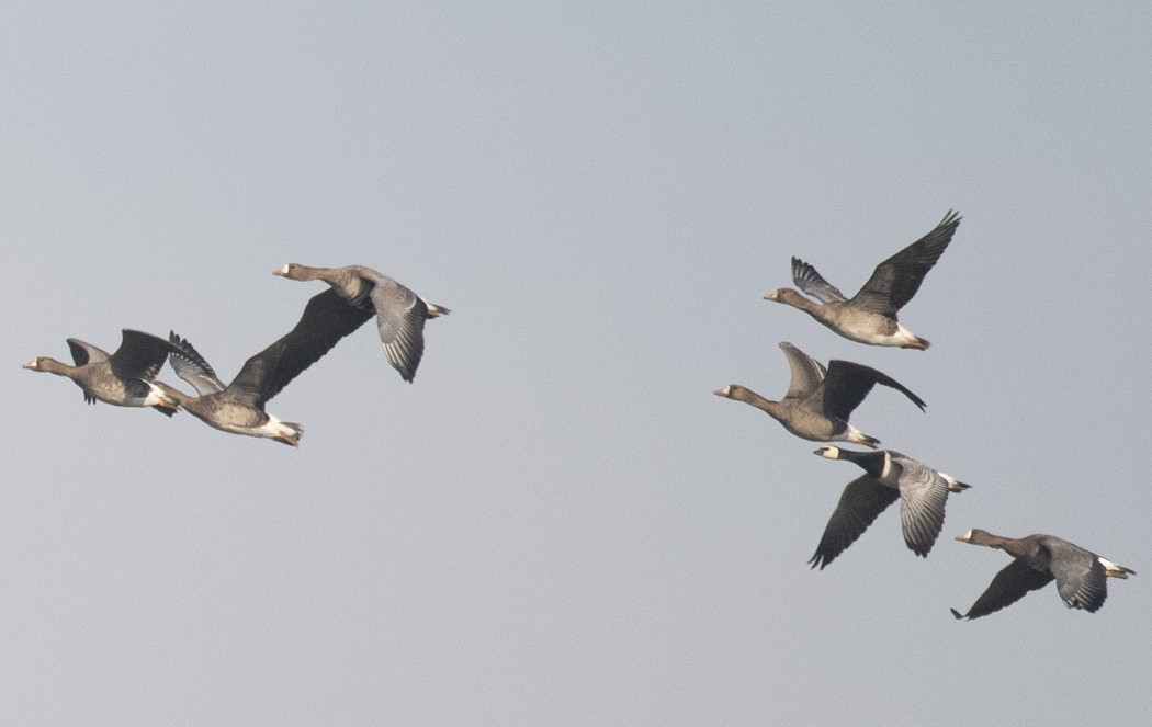 Barnacle Goose