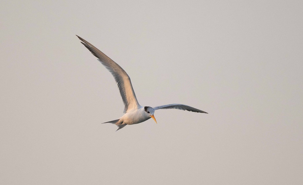 Lesser Crested Tern