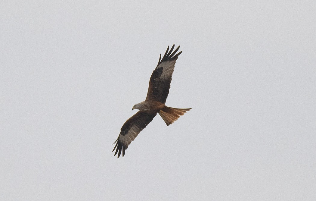 Red Kite
