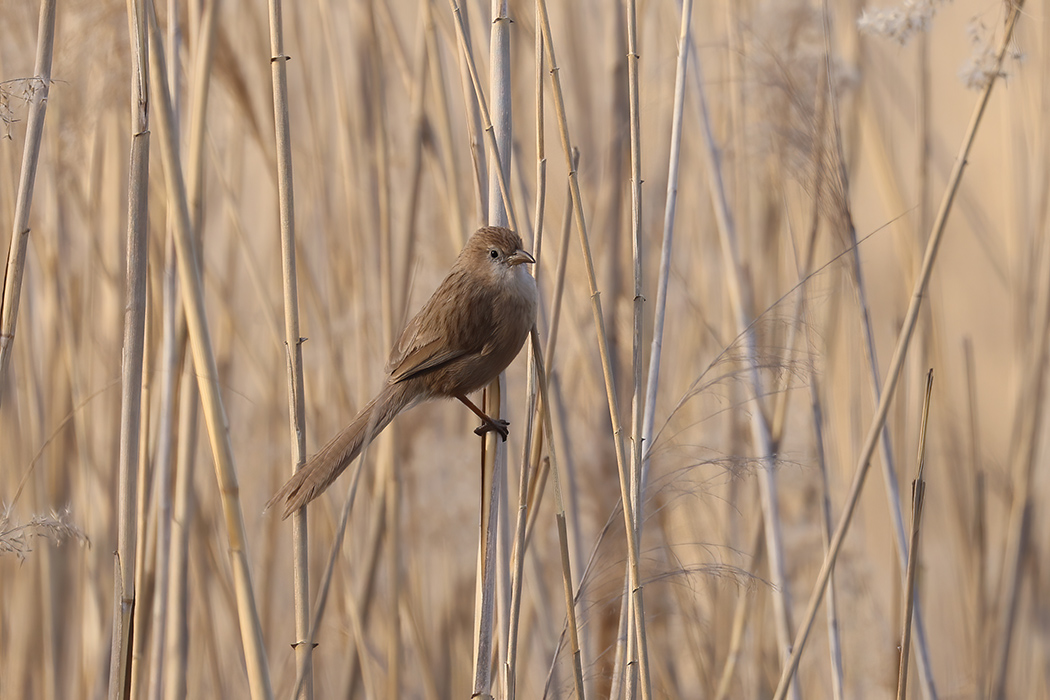 Iraq Babbler