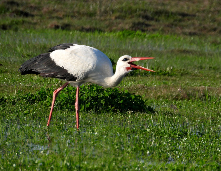 White Stork