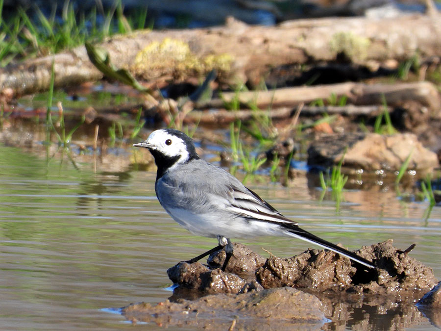 White Wagtail