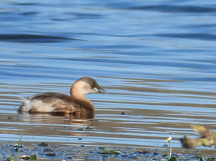 Little Grebe