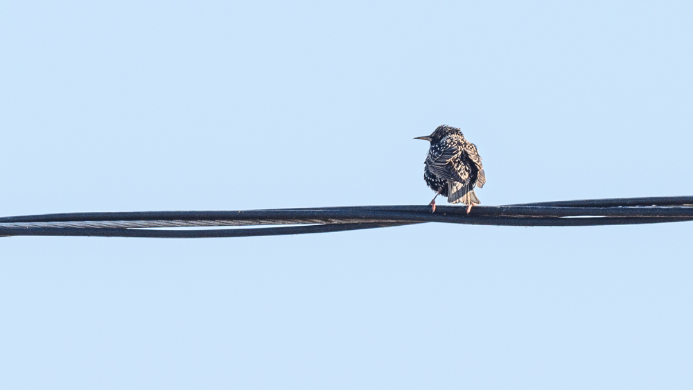 Common Starling