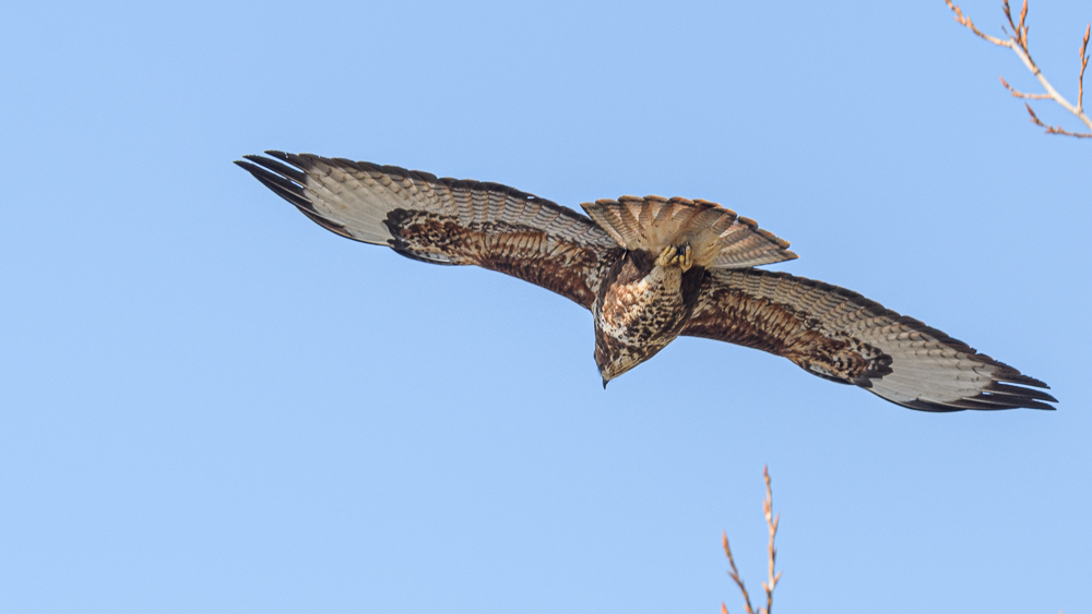 Common Buzzard