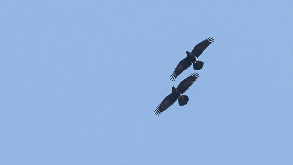 Northern Raven