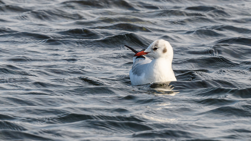 Black-headed Gull