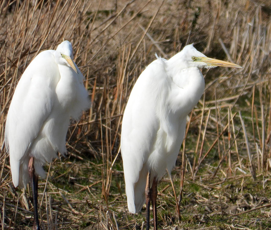 Great Egret
