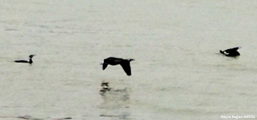 Great Cormorant