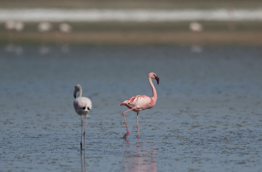Lesser Flamingo