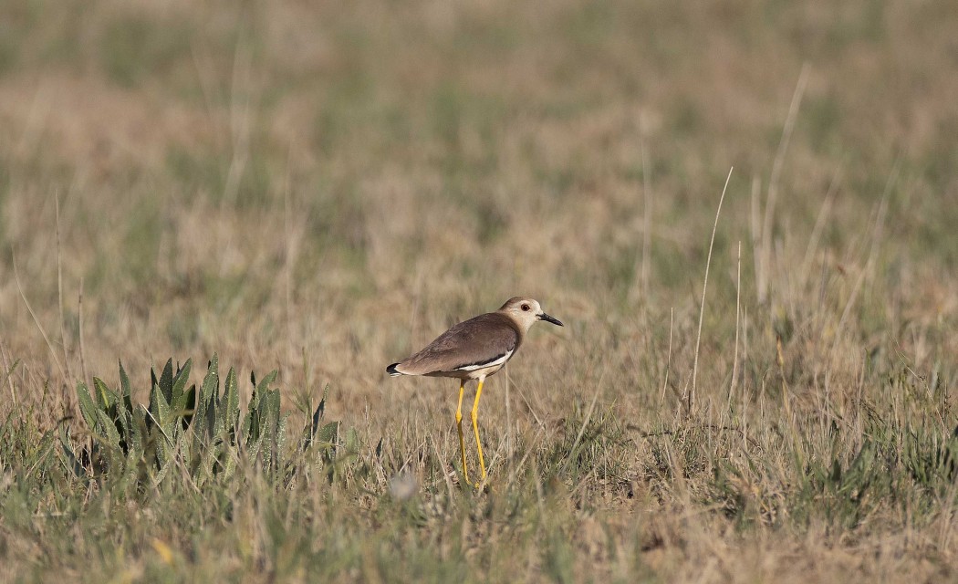 White-tailed Lapwing