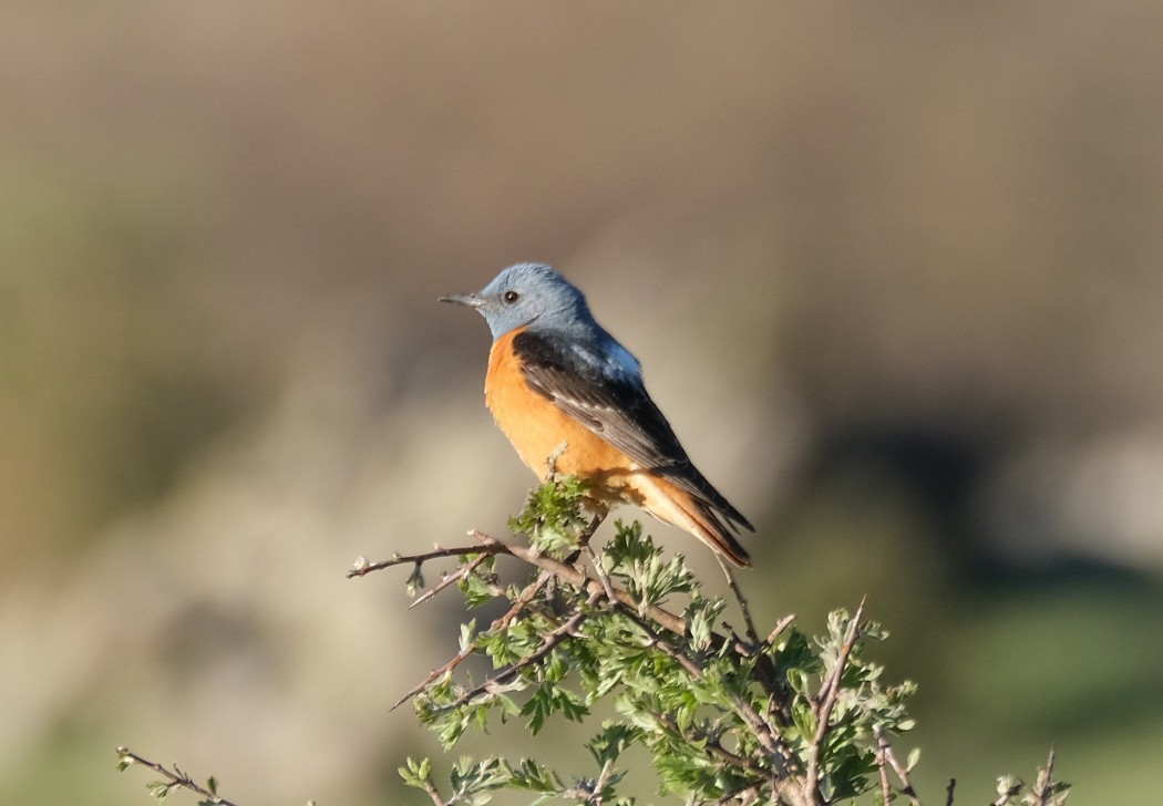 Common Rock Thrush