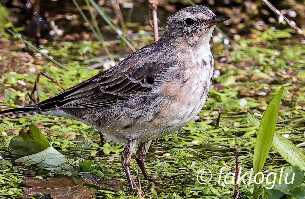 Water Pipit