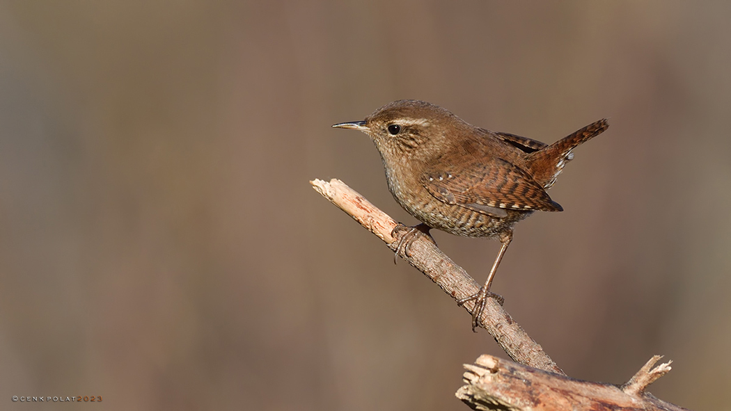 Eurasian Wren