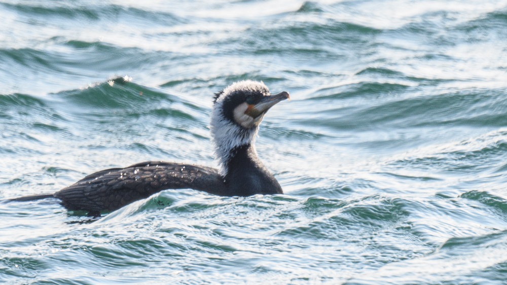 Great Cormorant