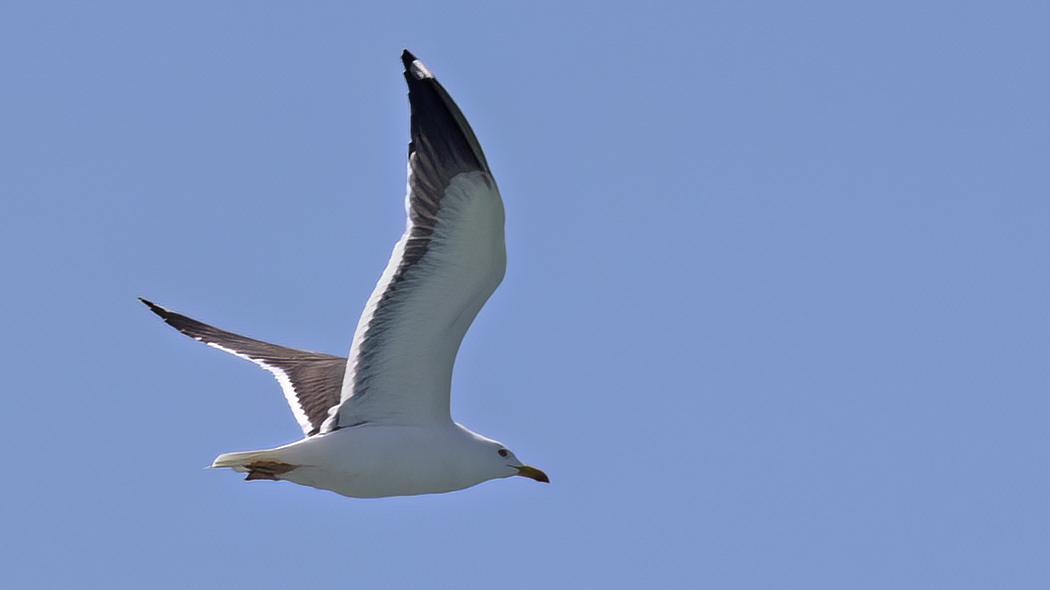Karasırtlı martı