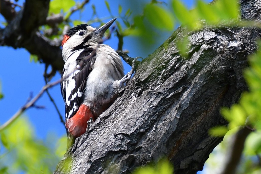 Alaca ağaçkakan