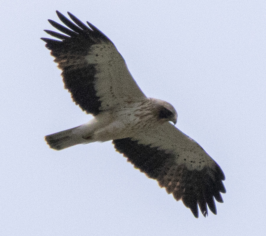 Küçük kartal