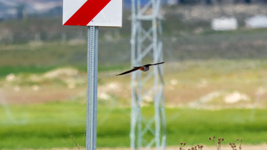 Ala doğan