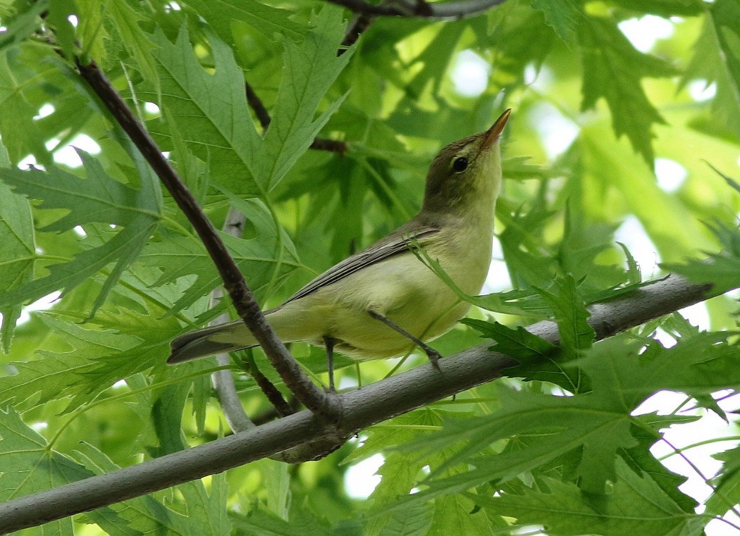 Sarı mukallit