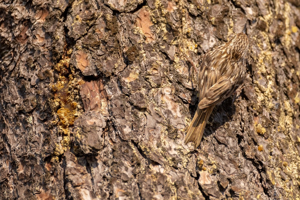 Bahçe tırmaşıkkuşu