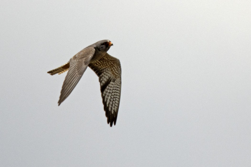 Ala doğan