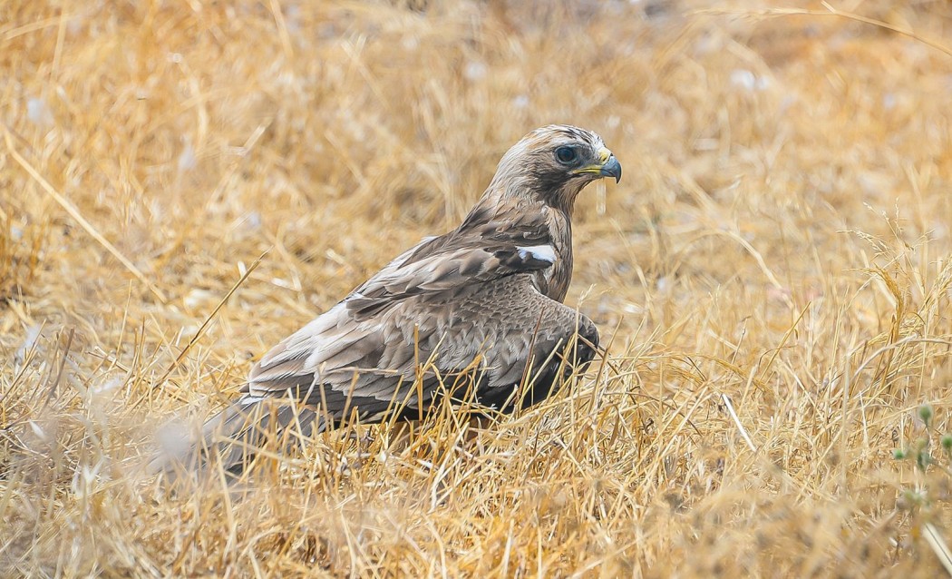 Küçük kartal