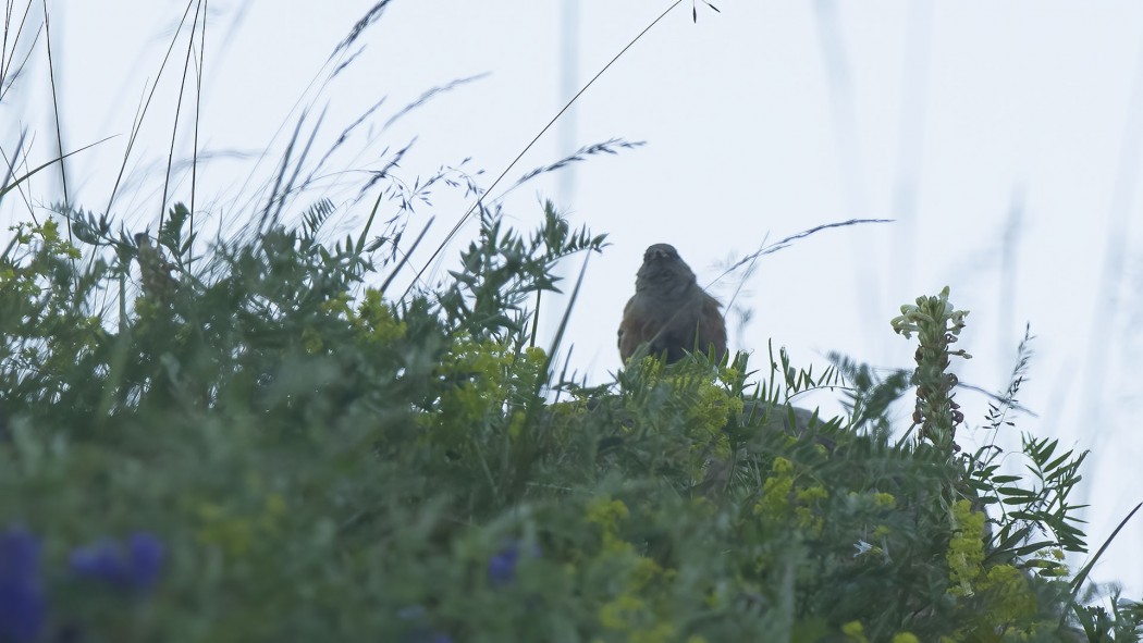 Büyük dağbülbülü