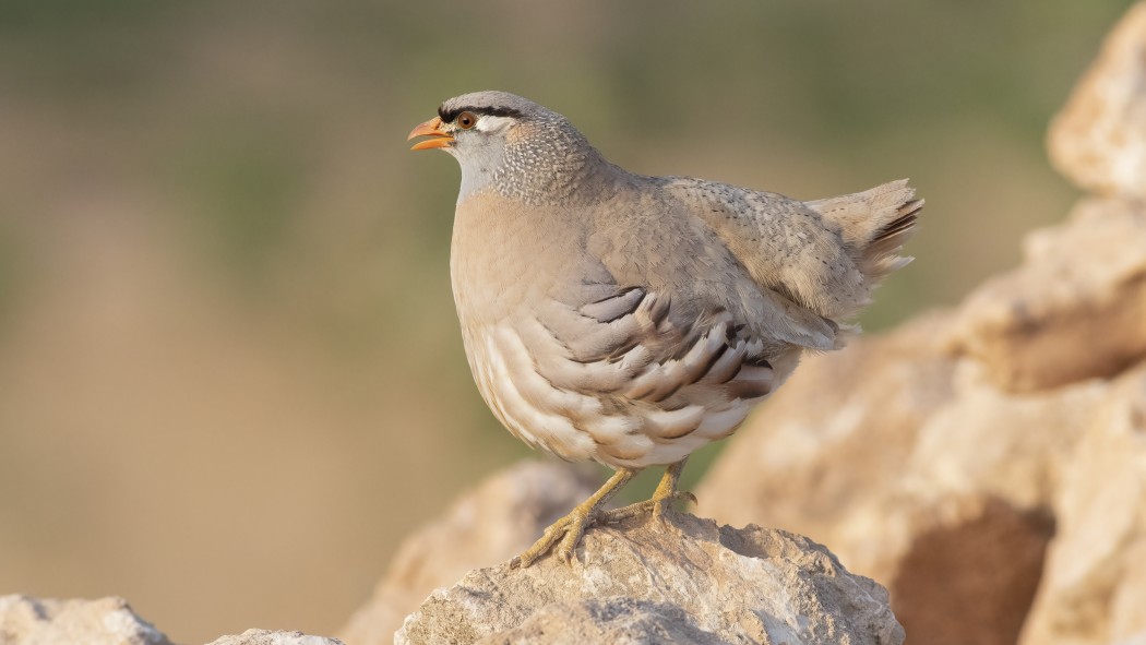 Kum kekliği