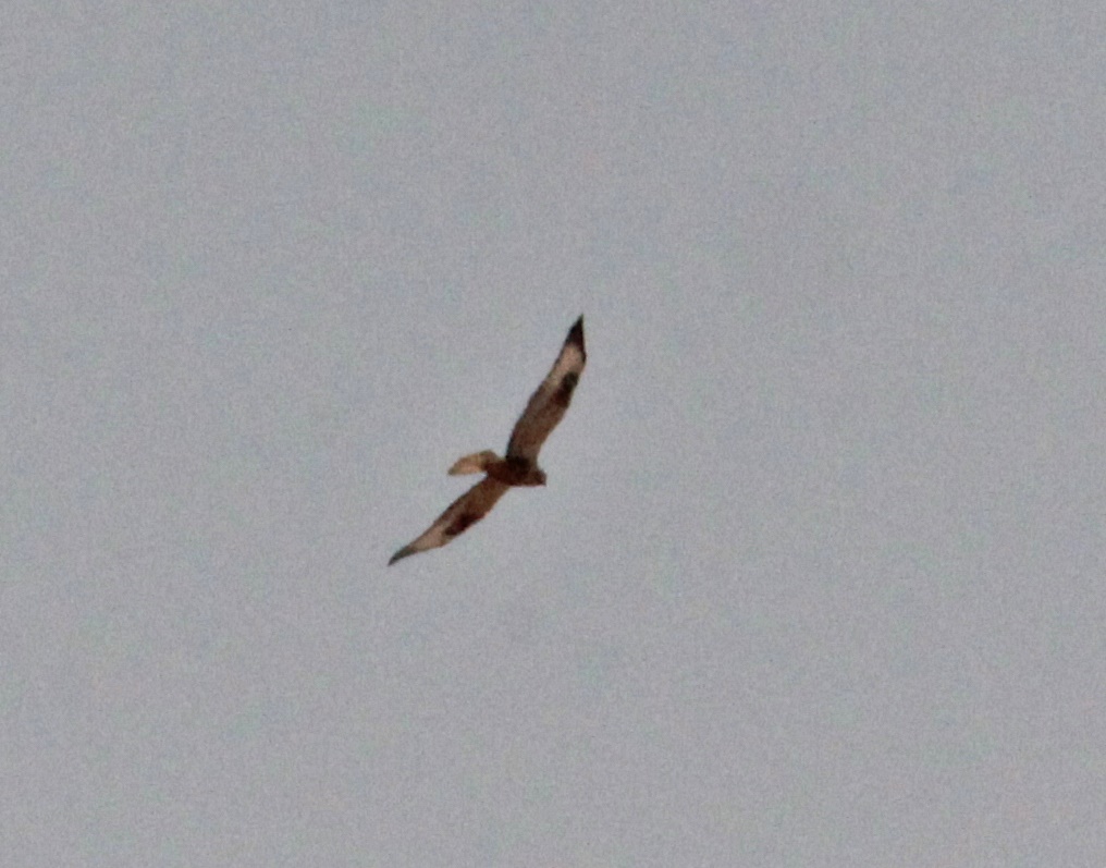 Kızıl şahin