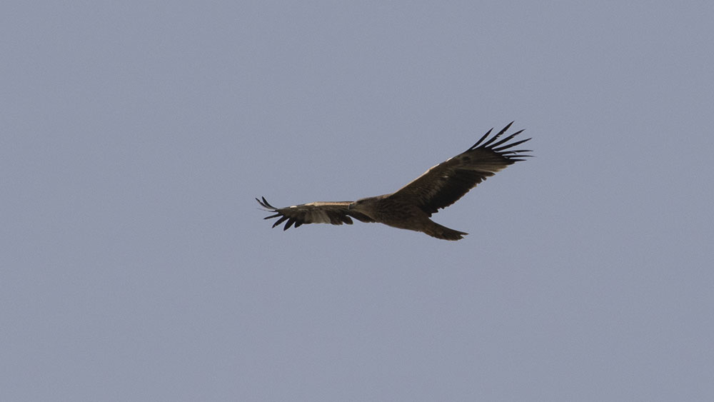 Şah kartal