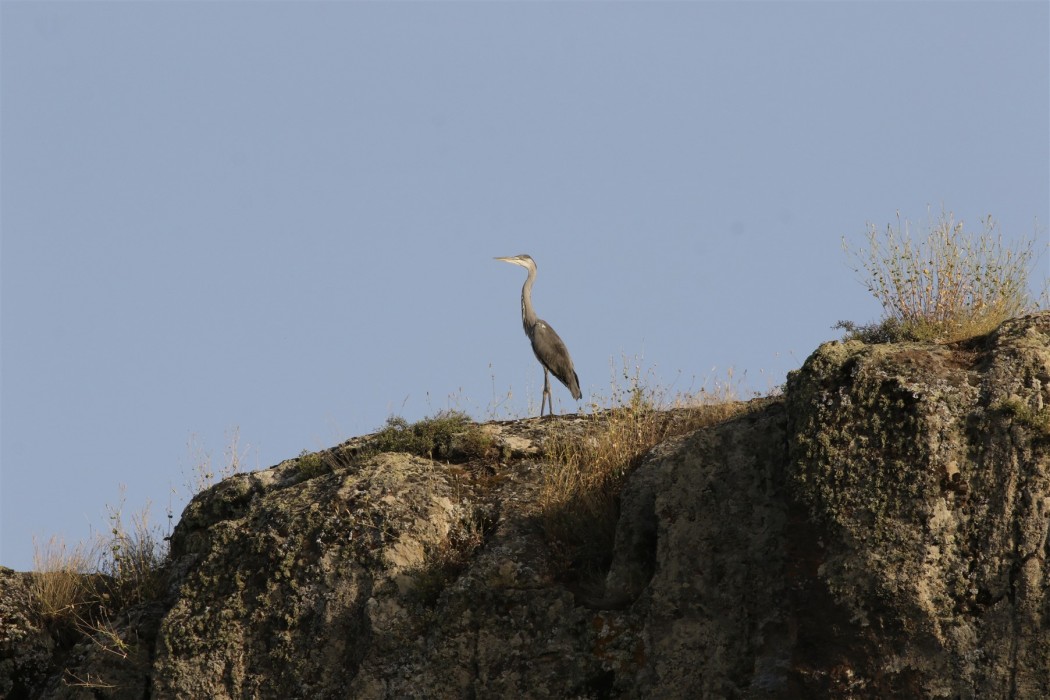 Gri balıkçıl