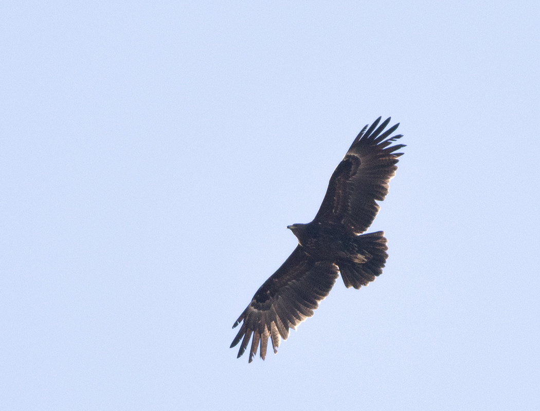Büyük orman kartalı